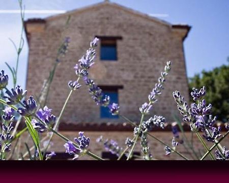 L'Alboreto Salvatico Homestay Serra San Quirico Exterior photo