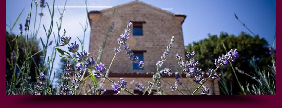 L'Alboreto Salvatico Homestay Serra San Quirico Exterior photo